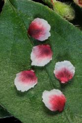 Cotoneaster simonsii: Petals.
 Image: D. Glenny © Landcare Research 2017 CC BY 3.0 NZ